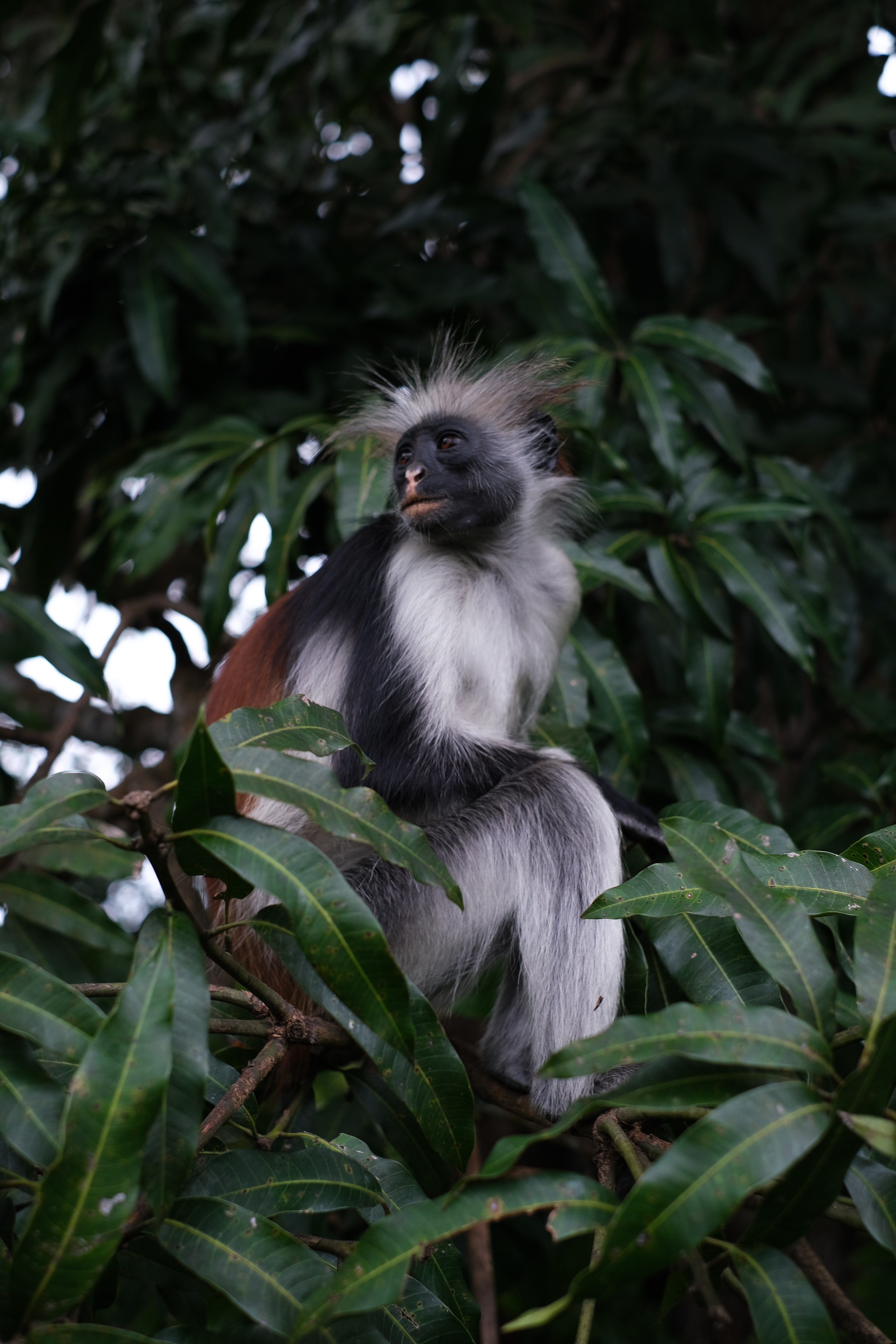 A red
              colobus monkey