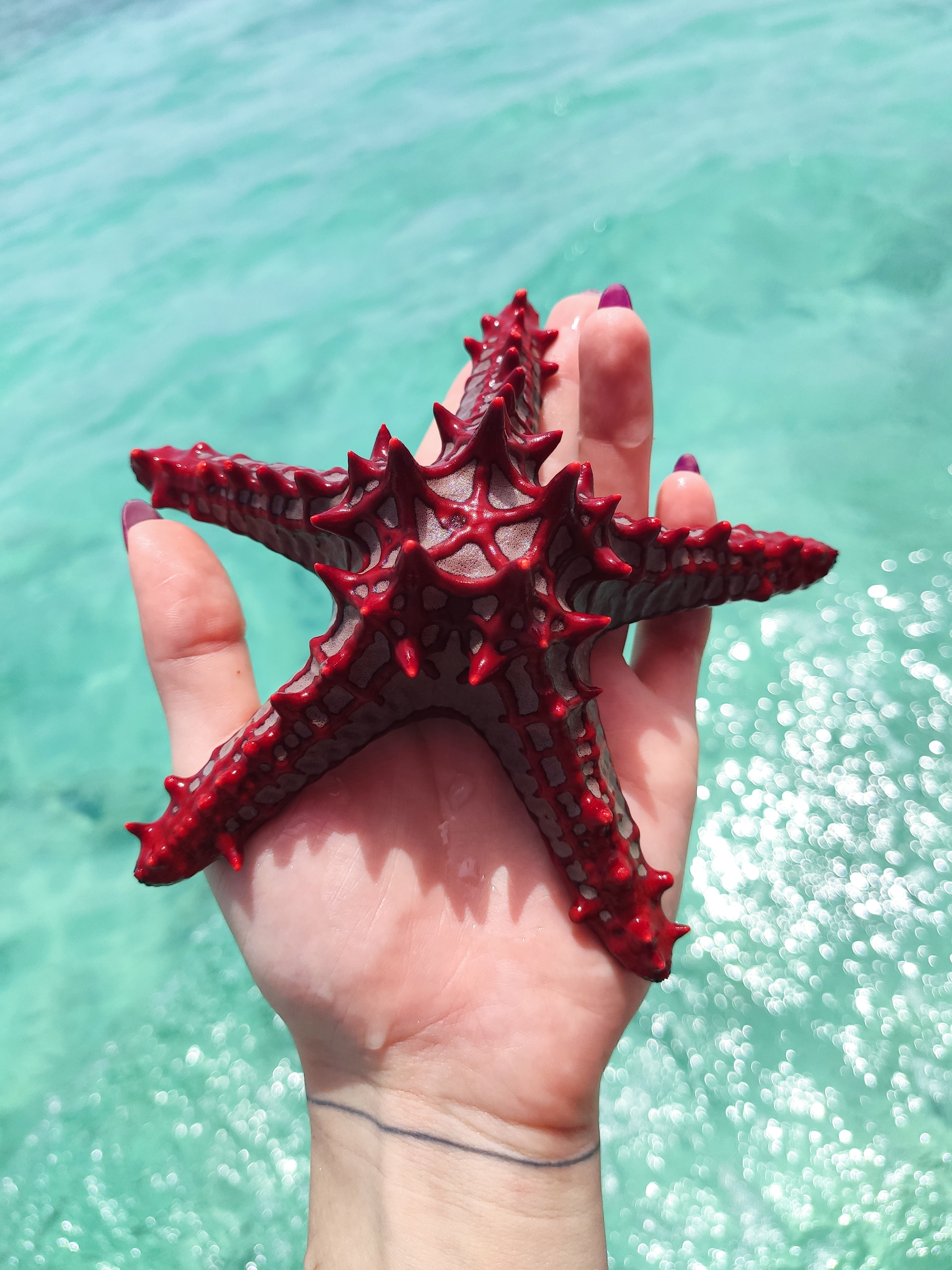 A star fish