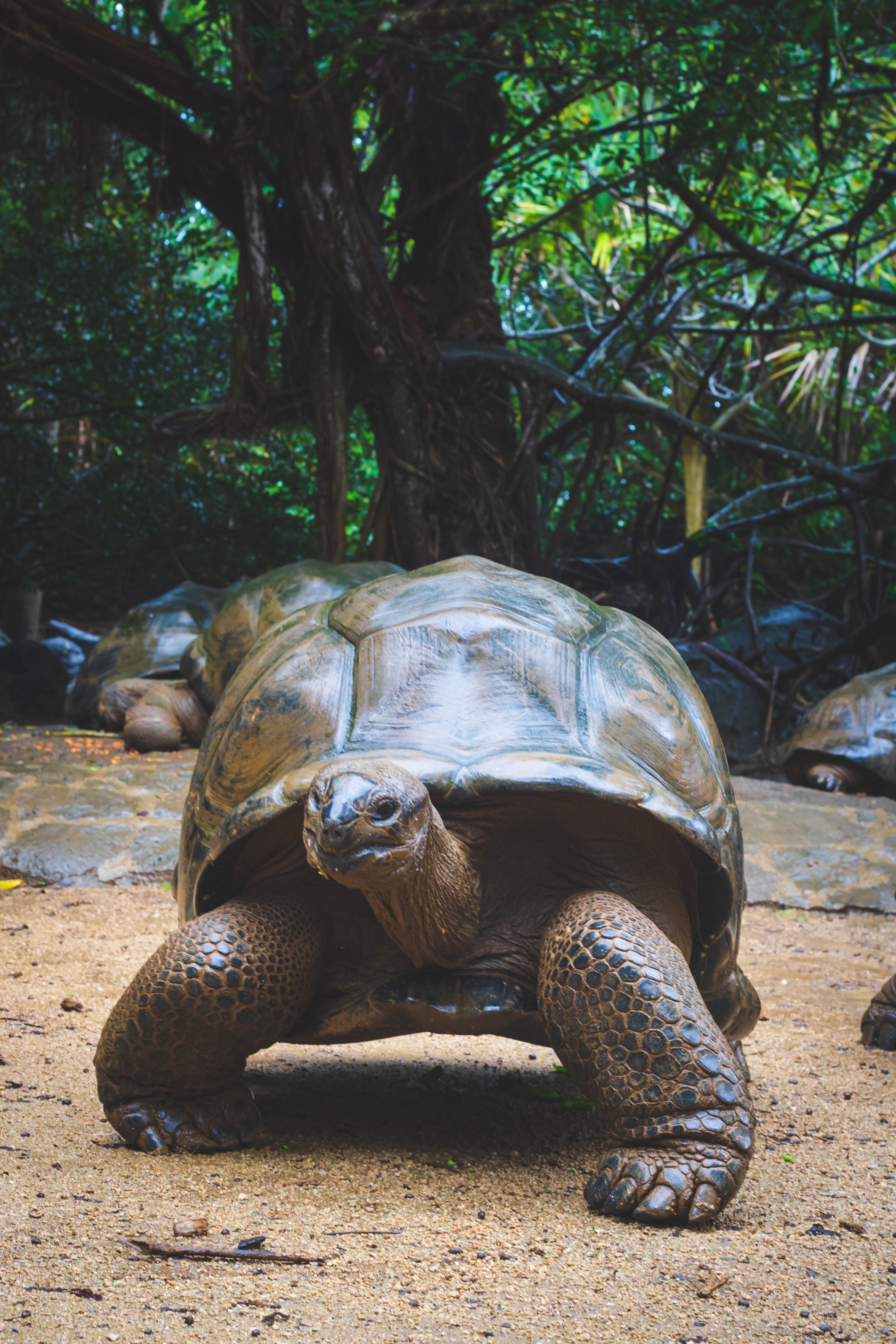 a giant land tortoise